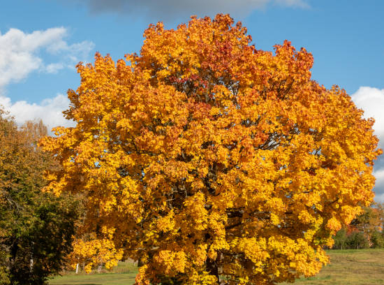 Chêne rouge d'amérique 'Boltes gold'