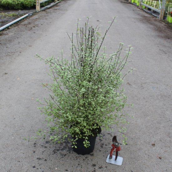 Pittospore 'Green elfe'