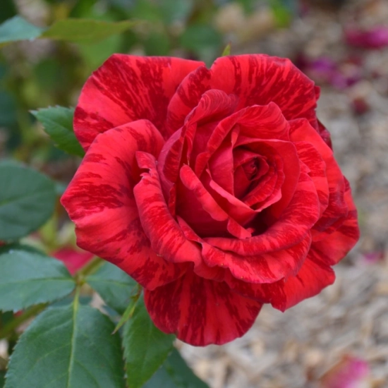 Rosier 'Red intuition '