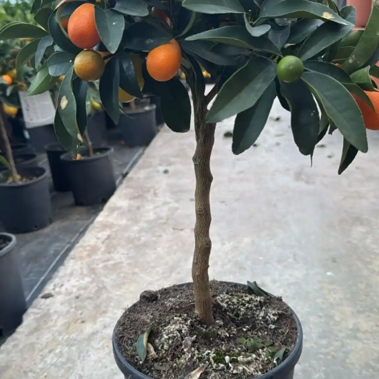 Kumquat
