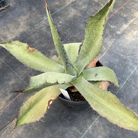 Agave  maximiliana