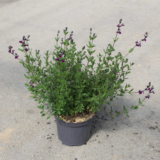 Sauge de graham 'Violette de loire'