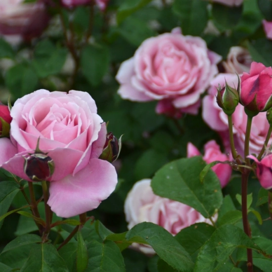 Rosier 'Soeur emmanuelle '