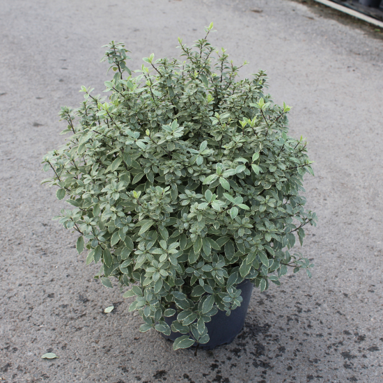 Pittospore 'Silver ball'