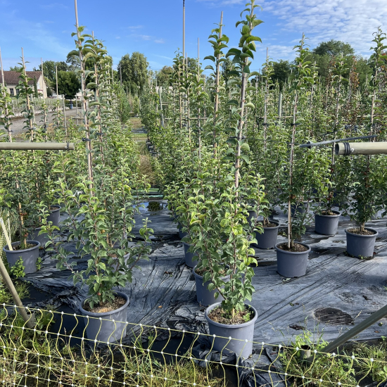 Pommier evereste 'Evereste'