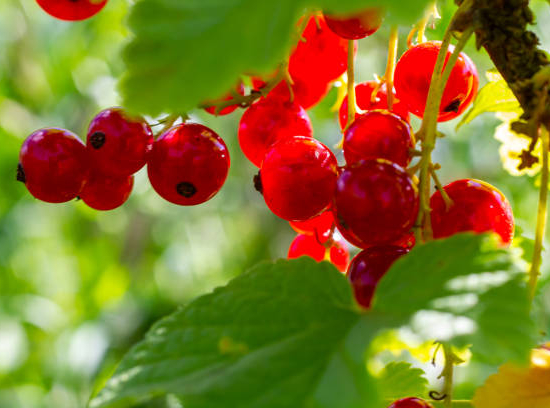 Groseillier à grappes 'Red lake rouge'