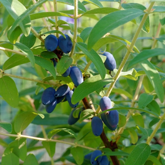 Chèvrefeuille bleu 'Fruity berry'