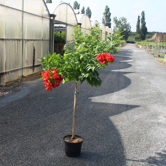 Bignone 'Fire trumpet vine'