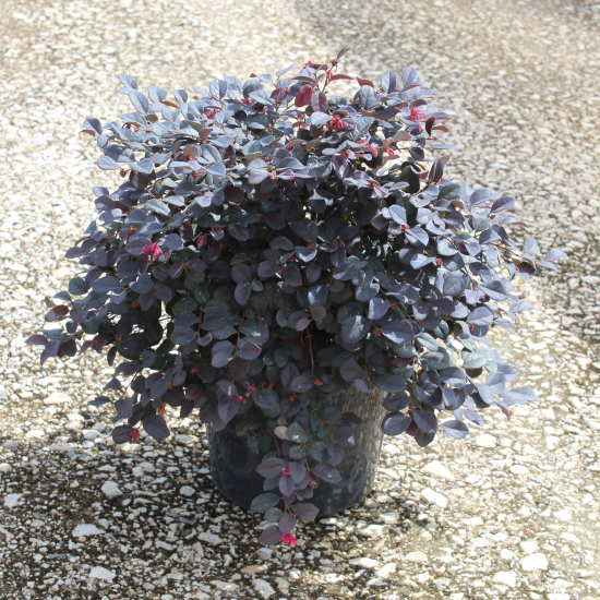 Loropétale de chine 'Black pearl'