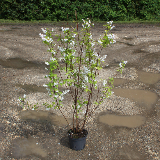 Deutzie 'Pride of rochester'