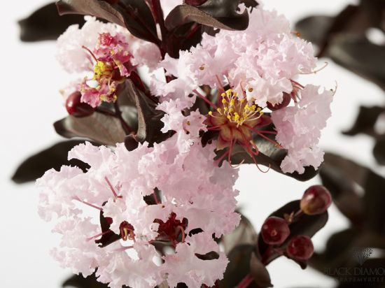 Lilas des indes 'Blush'