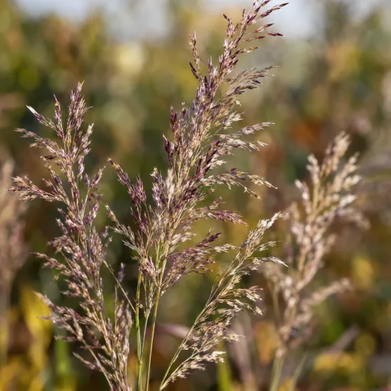 Spodiopogon (Spodiopogon sibiricus) — inflorescences plumeuses d’une graminée ornementale · Photo d'illustration