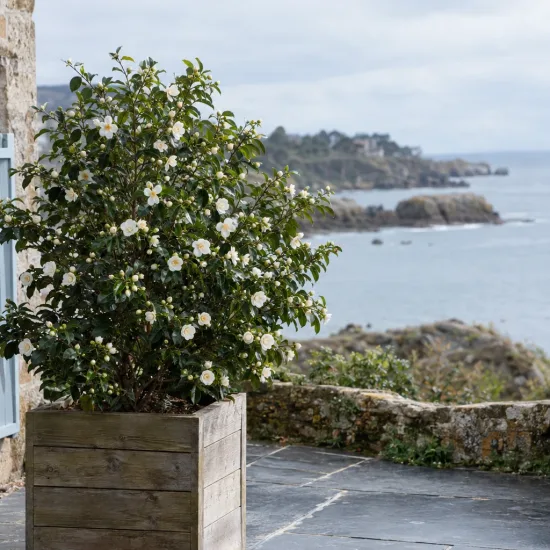 Camelia 'Man size' (Camelia japonica) — arbuste fleuri en bac bois près de la mer · Photo d'illustration