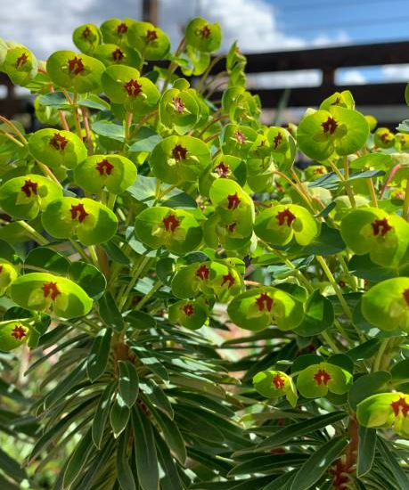 Euphorbe 'Martinii'