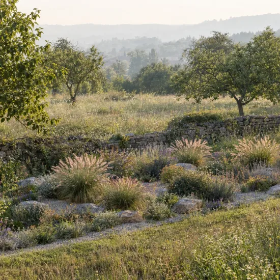 Herbe aux écouvillons (Pennisetum orientale) — touffes d’herbe ornementale en massif rocailleux · Photo d'illustration