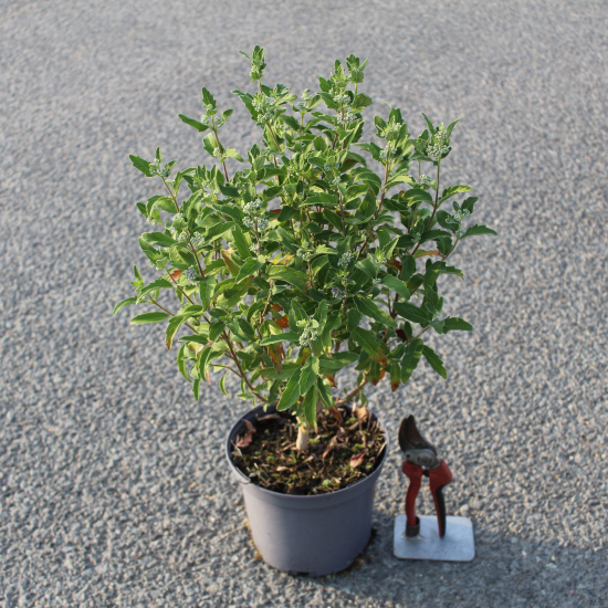 Caryopteris Grand Bleu