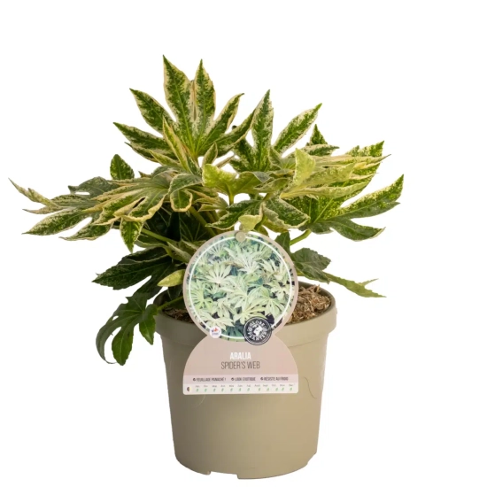 Aralia du japon 'Spider's web'