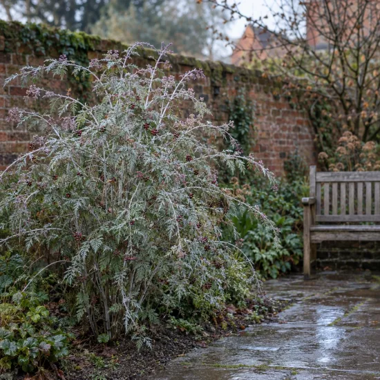 Ronce du tibet 'Silver fern' (Rubus thibetanus) — arbuste gracile aux tiges arquées près d'un banc