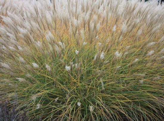 Miscanthus 'Adagio'