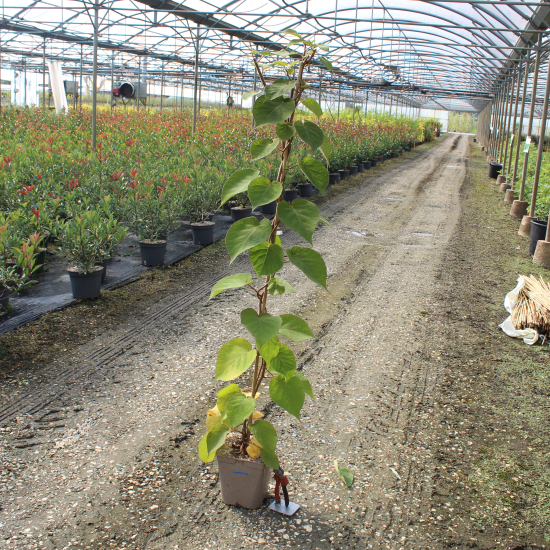Kiwi 'Male'