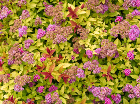 Spirée 'Goldflame'