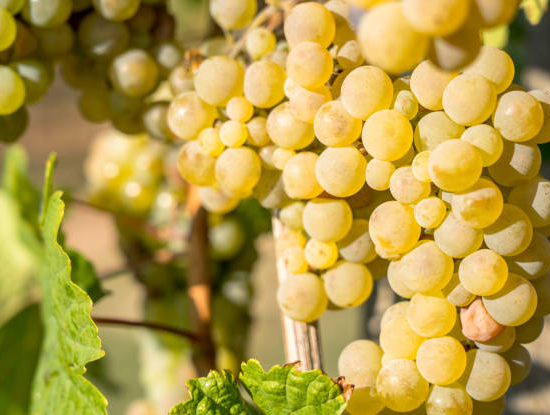 vigne 'Superieure'