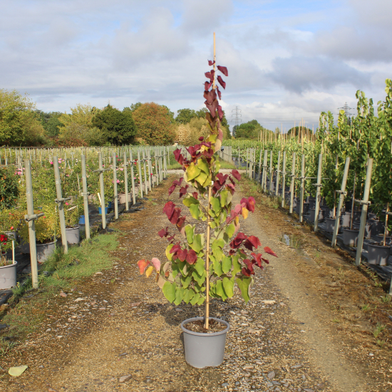 Gainier du canada 'Eternal flame'