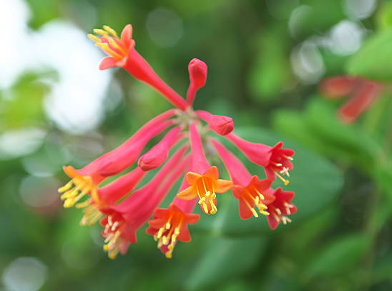 Chèvrefeuille grimpant 'Dropmore scarlet'