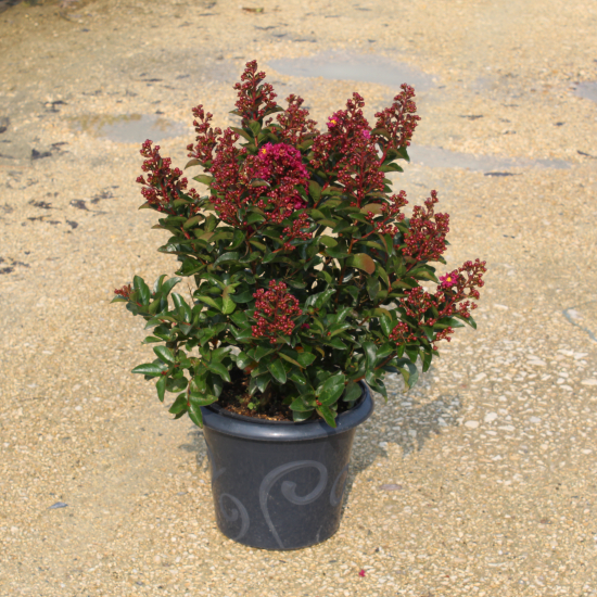 Lilas des indes 'Enduring fuchsia'