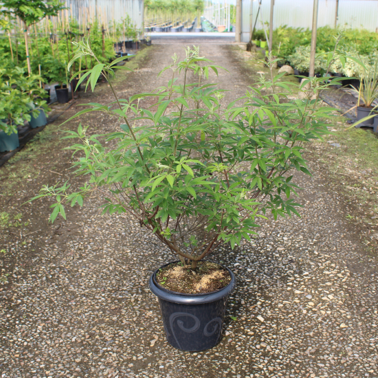 Arbre au poivre 'F latifolia'