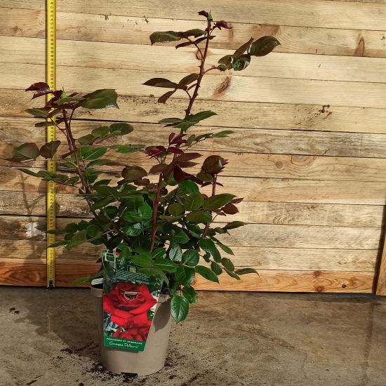 Rosier 'La rose monsieur'