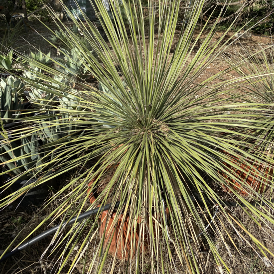 Yucca arbre à savon