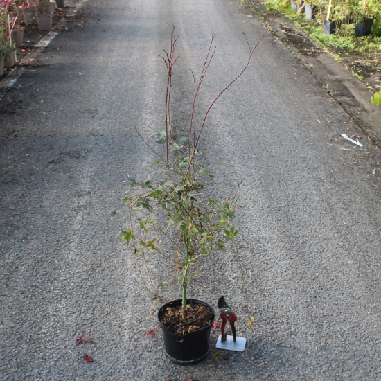 Érable du japon 'Katsura'