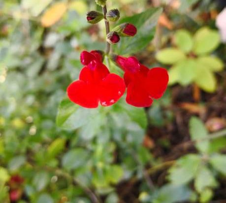 Sauge 'Cultivar'