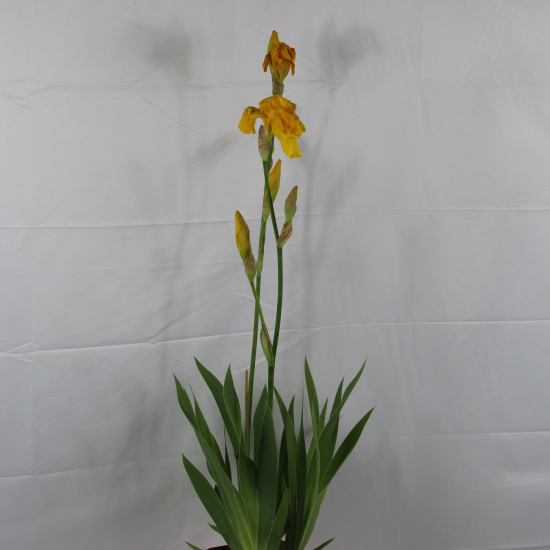 Iris d'allemagne 'Ola kala jaune'