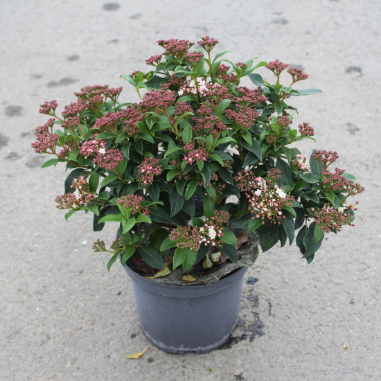 Viorne tin 'Gwenllian'