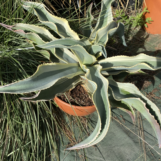 Agave  'Curls'