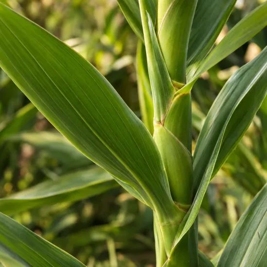Gingembre ornemental (Hedychium coronarium) — tiges verticales avec longues feuilles lancéolées vertes · Photo d'illustration