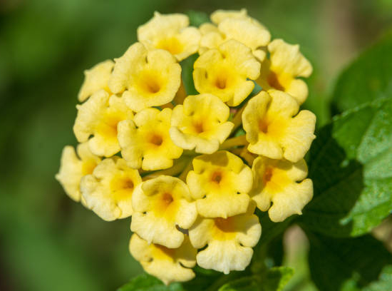 Lantanier Très Délicat jaune