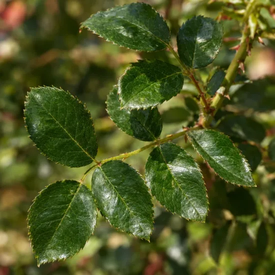Rosier 'Guirlande fleurie' — gros plan sur feuilles vertes dentelées brillantes · Photo d'illustration