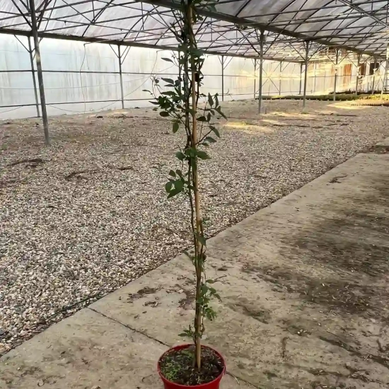 Morelle faux jasmin 'Bleu'