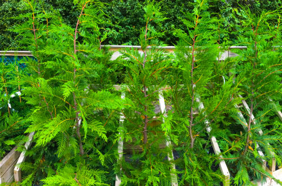 Cyprès 'Leylandii'