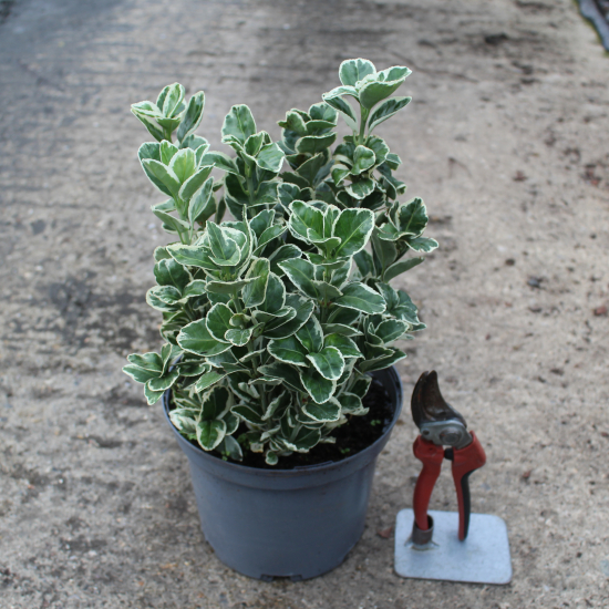 Fusain du japon 'Gray beauty'