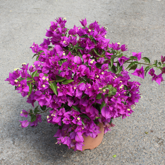 BOUGAINVILLEA glabra sanderiana