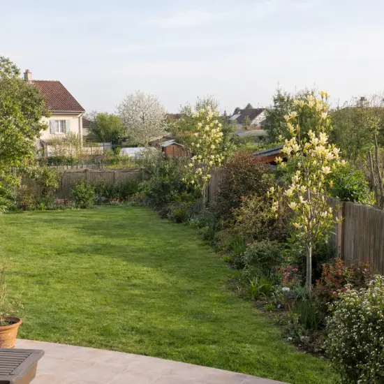 Magnolia 'Yellow lantern' — jeunes arbres fleuris le long d'une clôture