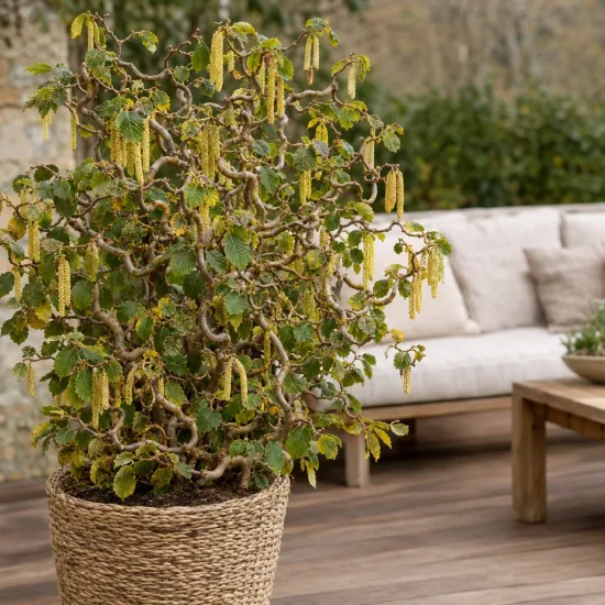 Noisetier tortueux nain 'Jww9' (Corylus avellana) — arbuste tortueux en pot sur terrasse aménagée · Photo d'illustration