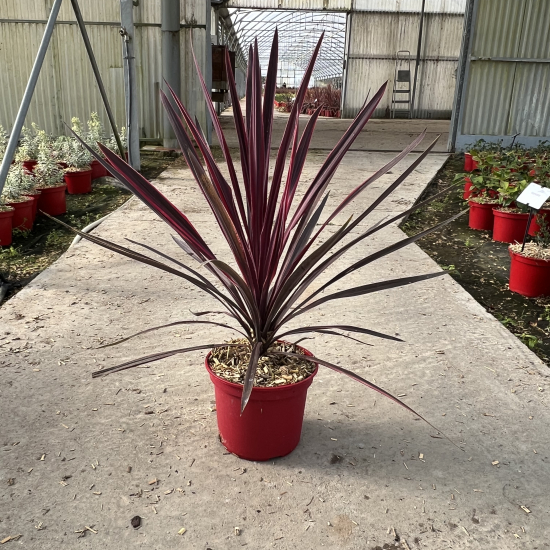 Cordyline 'Paso Doble'
