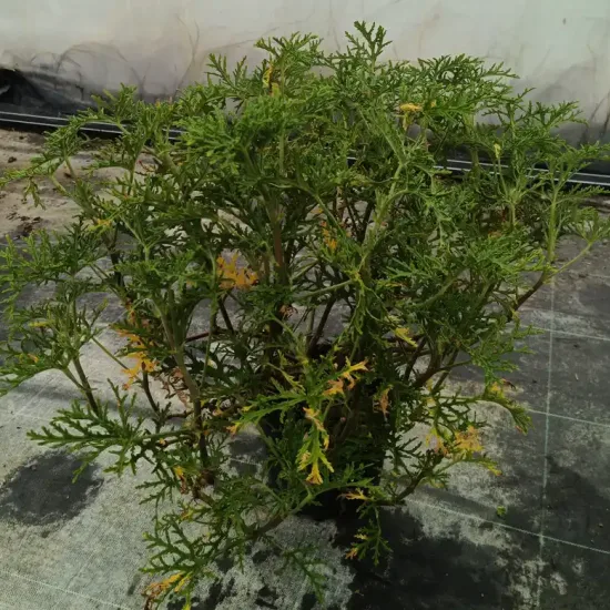 Géranium au parfum de citron (Pelargonium radens) — plante buissonnante au feuillage très découpé · Pot 3L