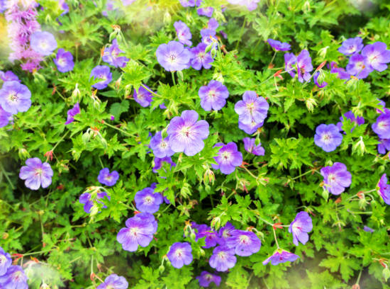 Géranium 'Rozanne'