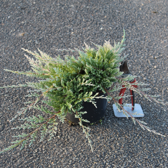 Genévrier rampant 'blue chip'